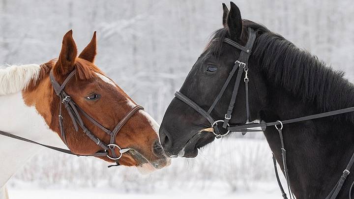Фотосессия с лошадьми в КСК Прованс