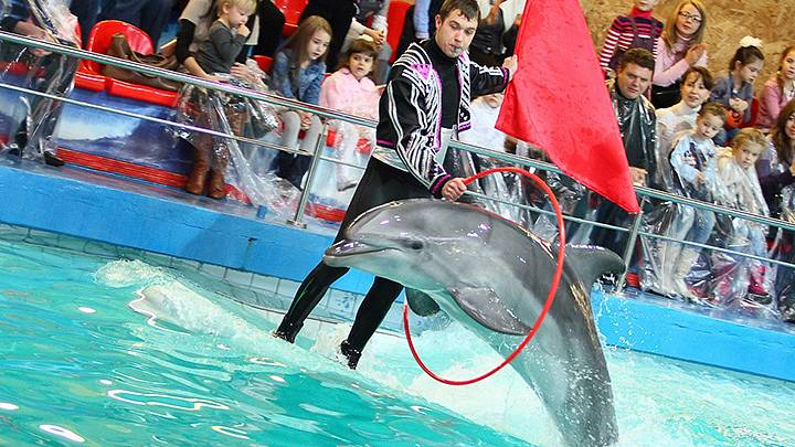Отдых в дельфинарии в Ярославле