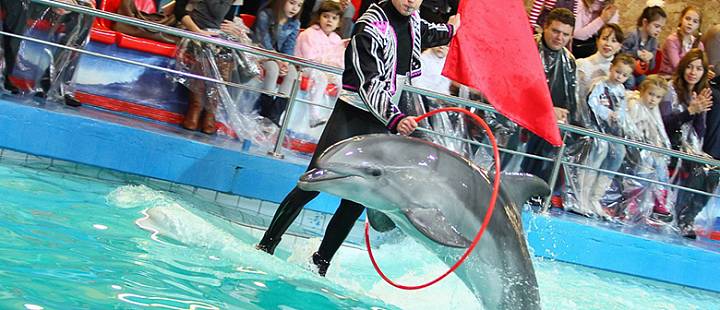 Программа «Лайт»: театральное шоу от морских обитателей, общение с дельфинами и сытный обед в Ярославском дельфинарии