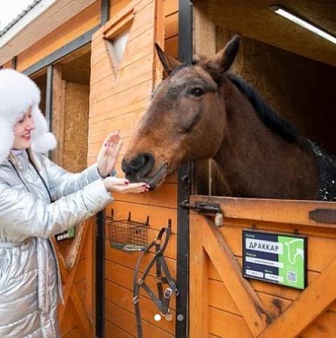 Конные прогулки, походы и занятия на лошадях в Москве 