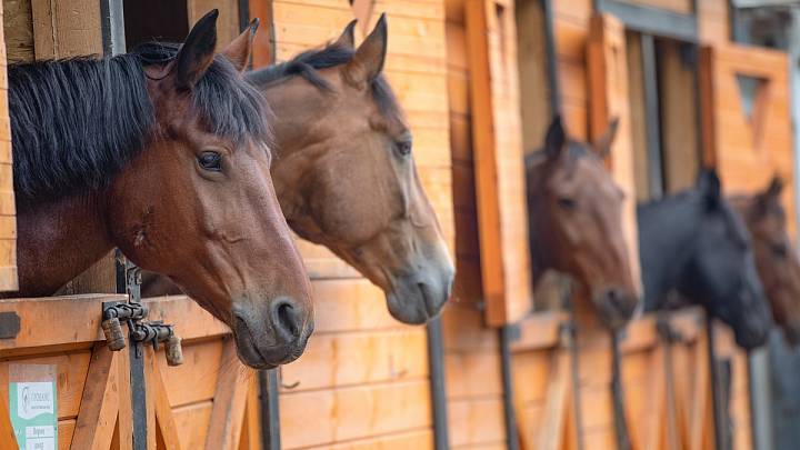 Прогулки, походы и занятия на лошадях в Москве 
